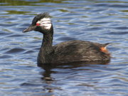 link to white tufted grebe